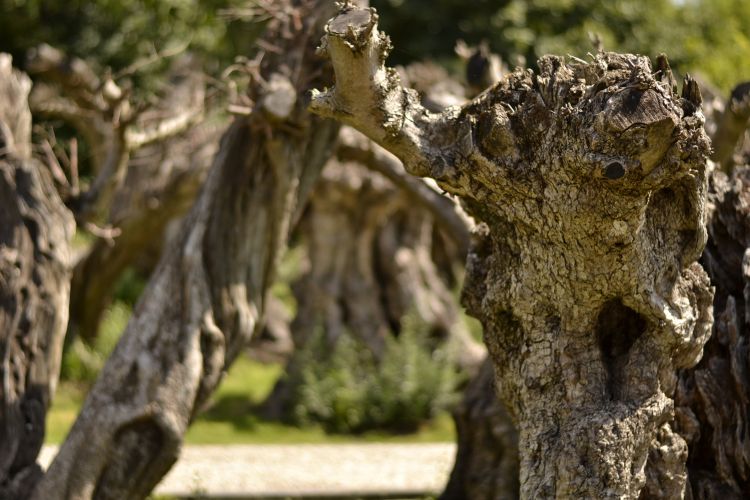 Fonds d'cran Nature Arbres - Forts Cimetière d'olivier 