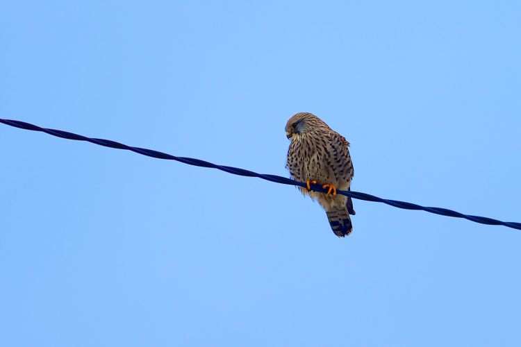 Fonds d'cran Animaux Oiseaux - Faucons Faucon crécerelle