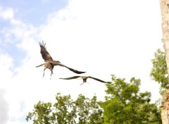  Animaux Dogfight