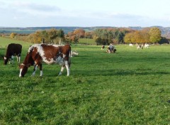  Animals Campagne  Izier (Belgium)