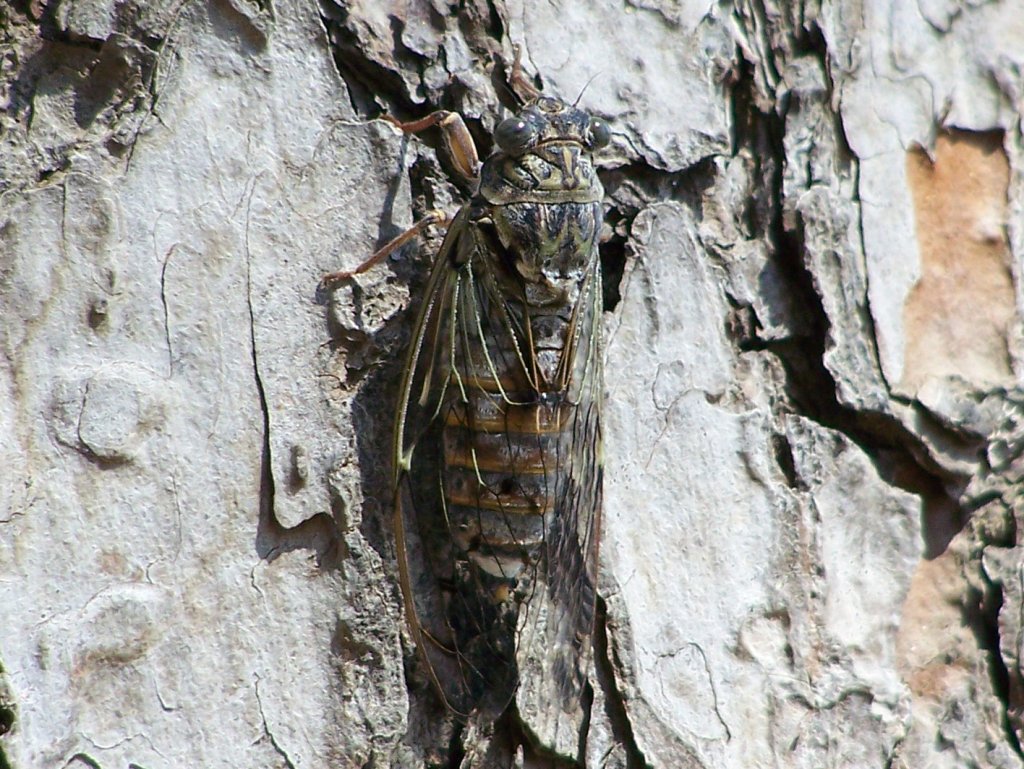 Wallpapers Animals Insects - Cicadas 