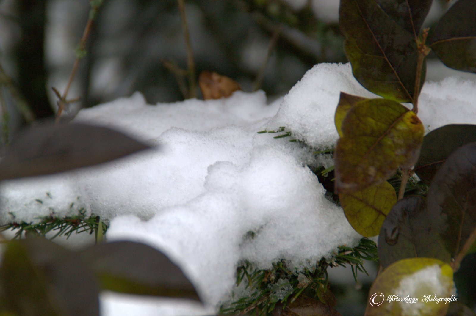 Wallpapers Nature Saisons - Winter l'hiver