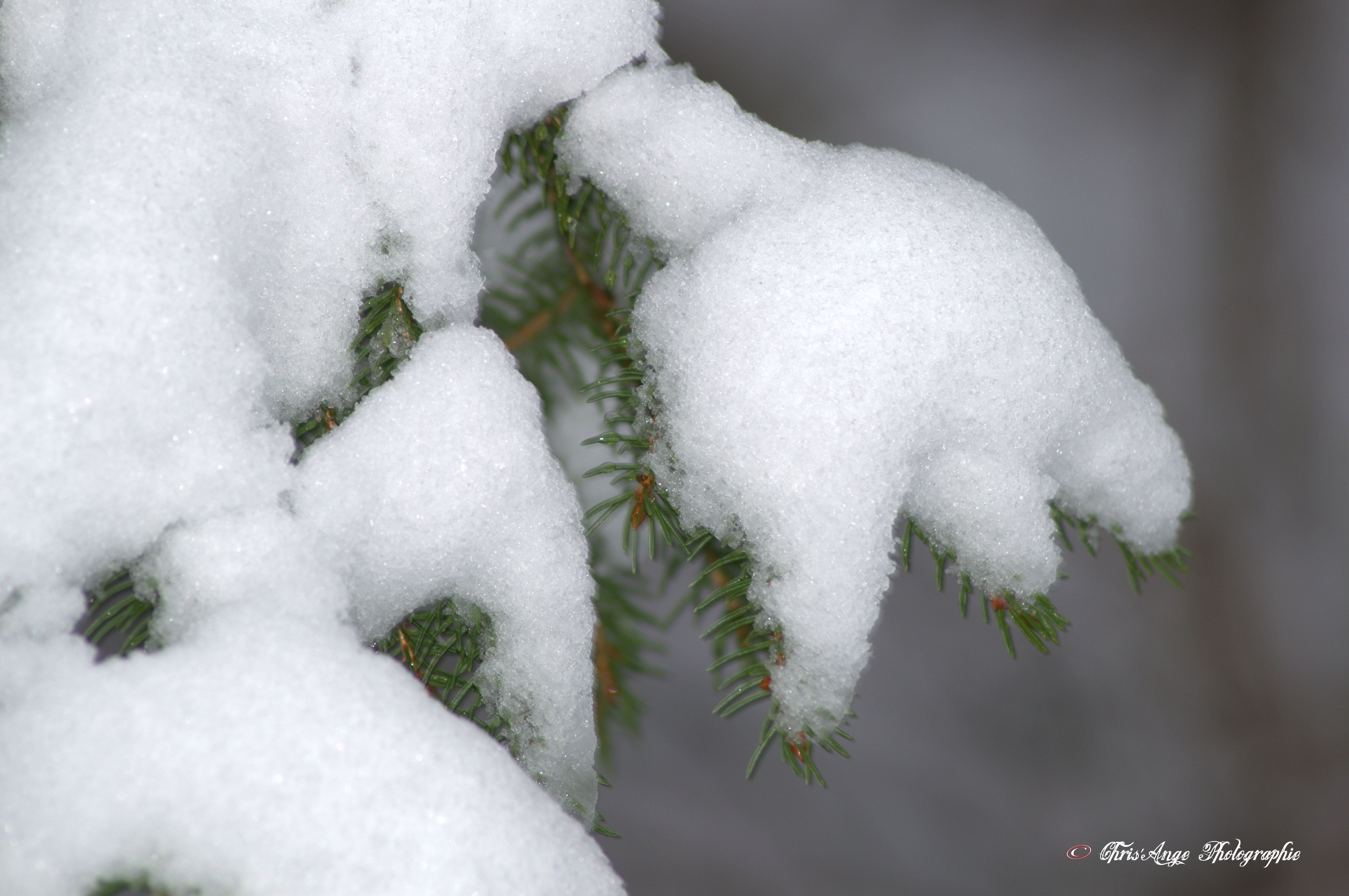 Wallpapers Nature Saisons - Winter l'hiver