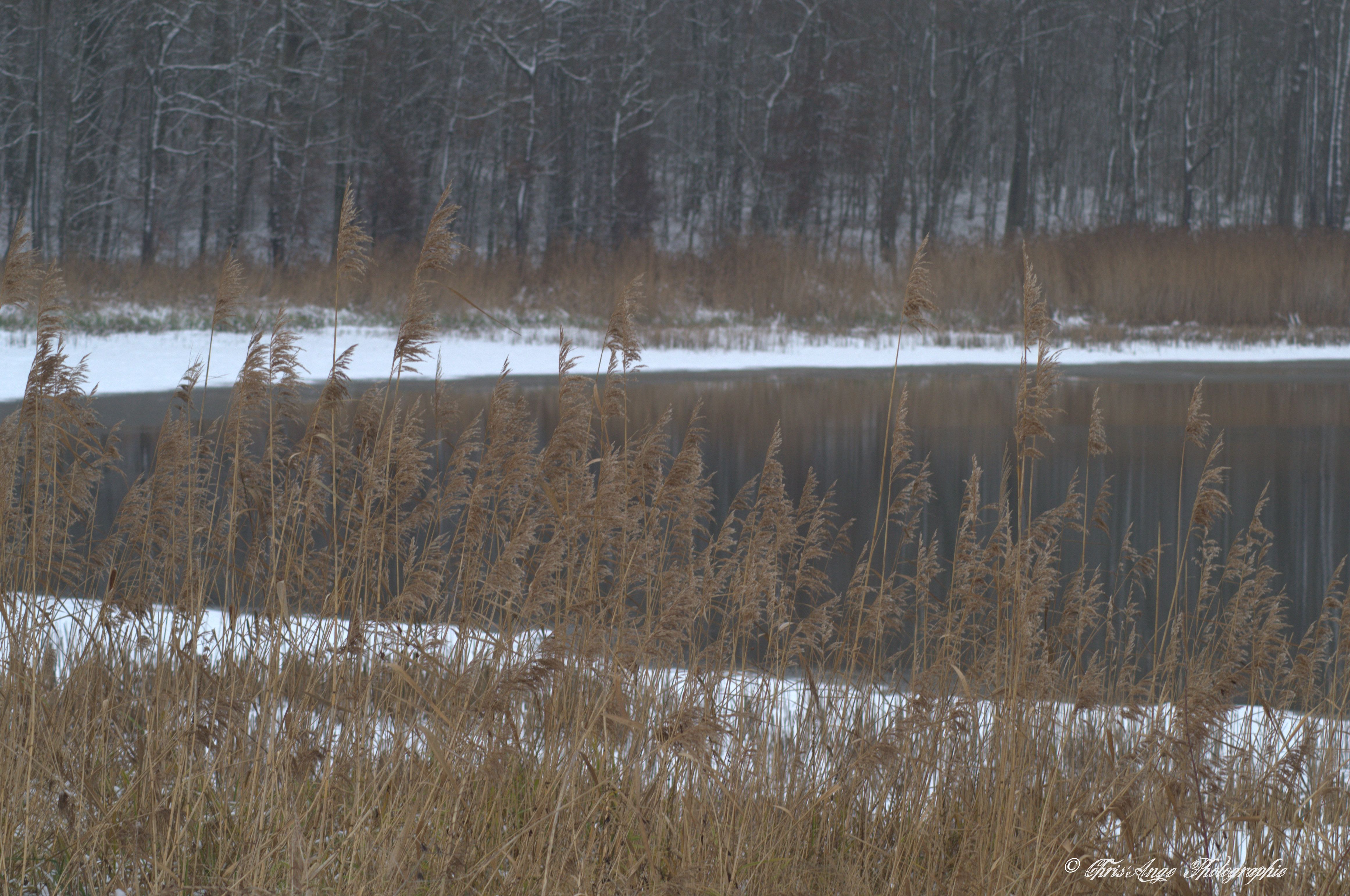 Fonds d'cran Nature Saisons - Hiver l'hiver