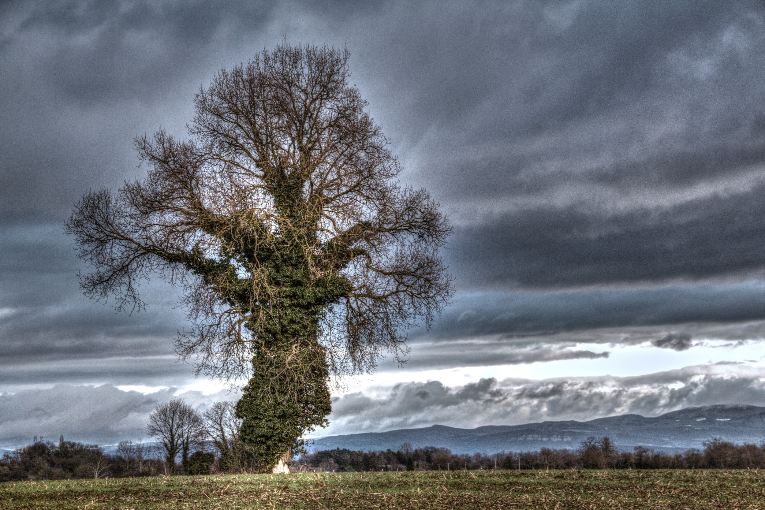 Fonds d'cran Nature Arbres - Forts presque la fin du monde ........