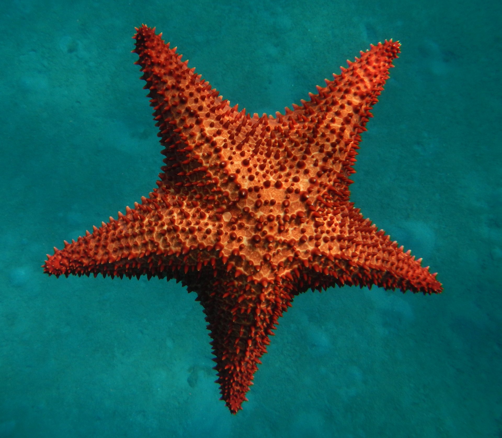 Wallpapers Animals Sealife - Star fish Etoile de mer