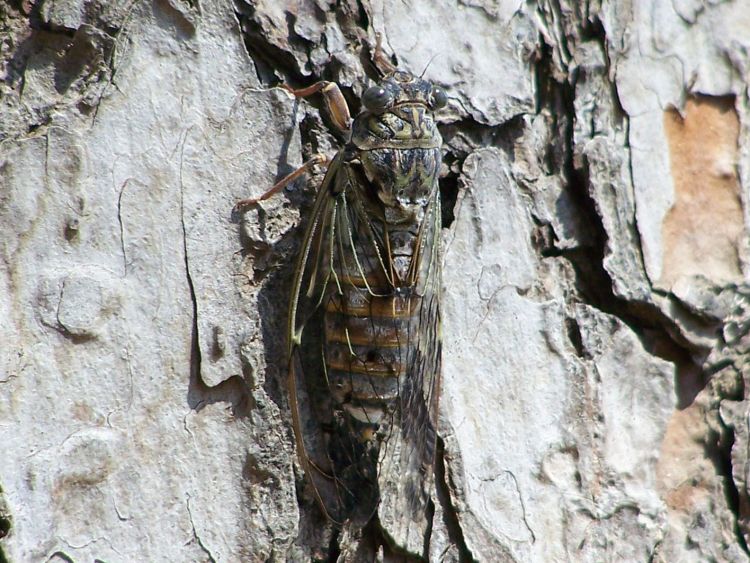 Wallpapers Animals Insects - Cicadas Wallpaper N324270