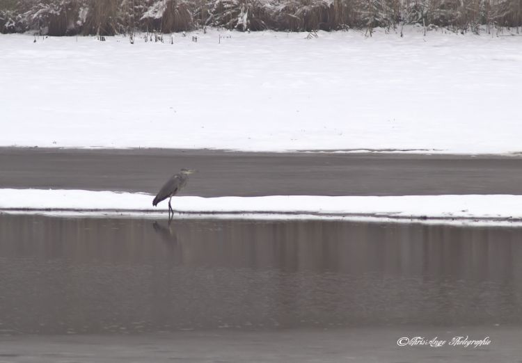 Wallpapers Nature Saisons - Winter l'hiver