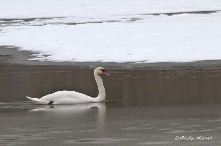 Fonds d'cran Nature Saisons - Hiver l'hiver