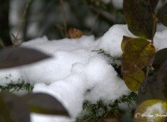  Nature l'hiver