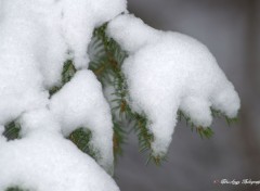  Nature l'hiver