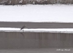  Nature l'hiver