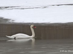  Nature l'hiver