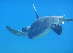  Animaux Tortues marines