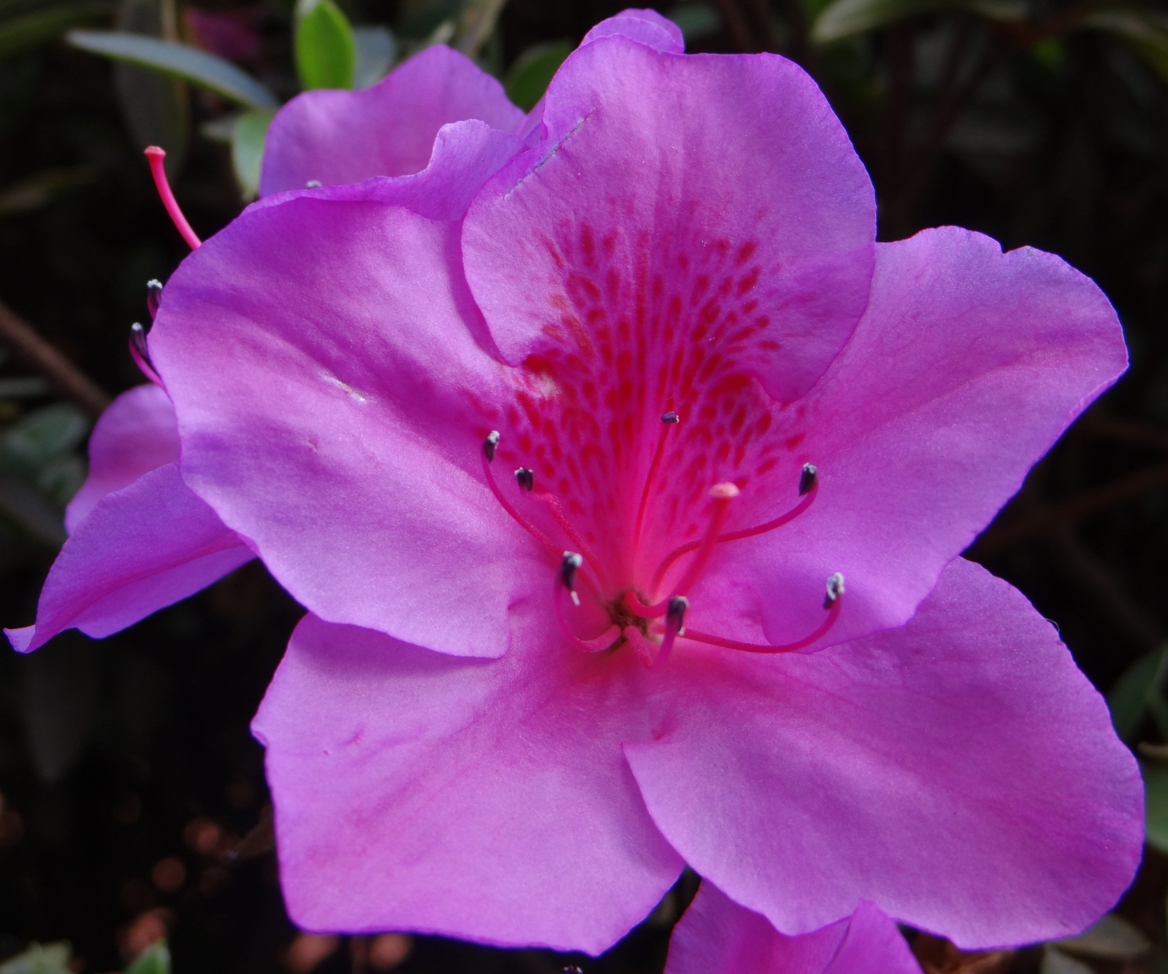 Fonds d'cran Nature Fleurs Nature en Bogota, Colombie