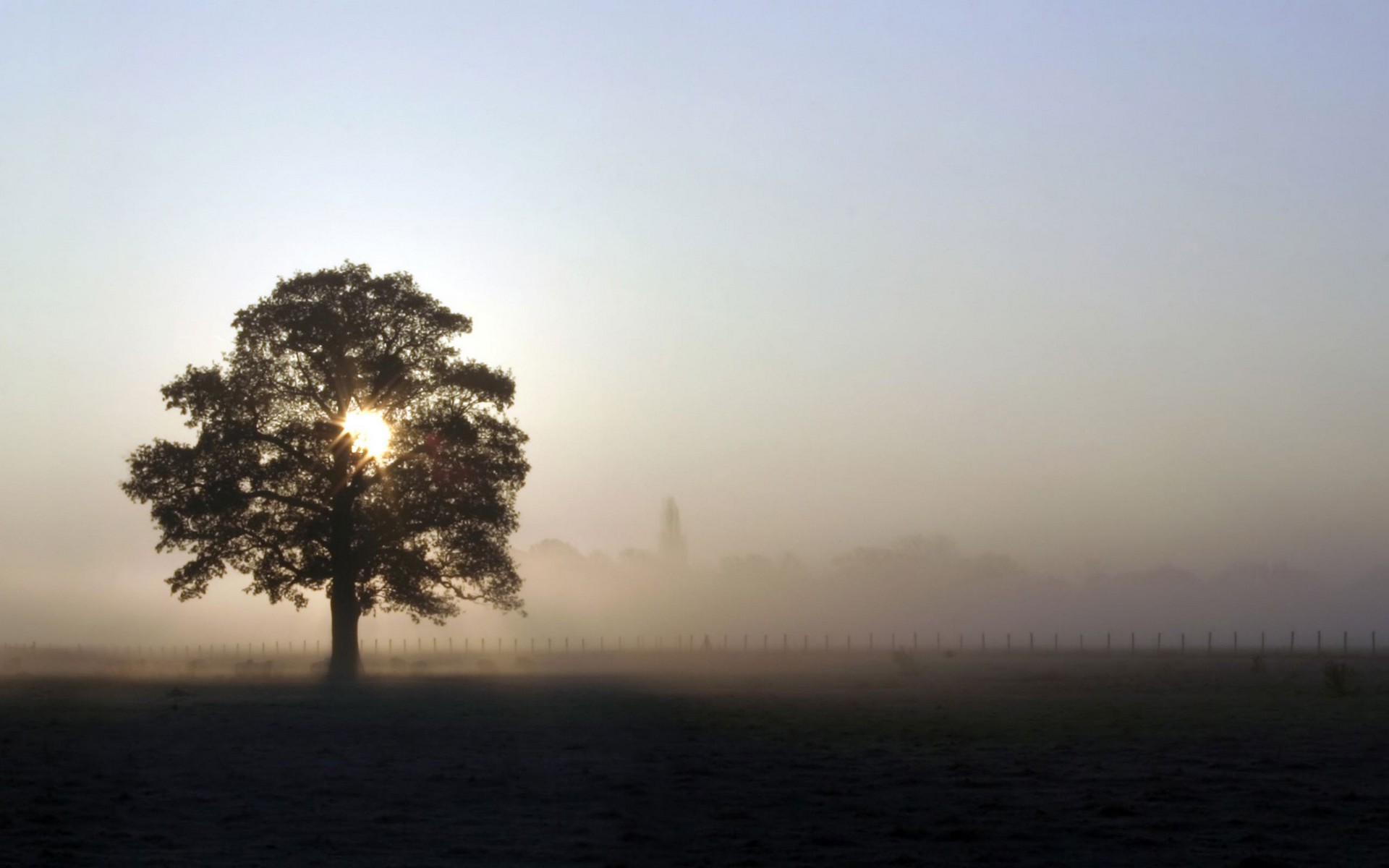 Wallpapers Nature Trees - Forests 