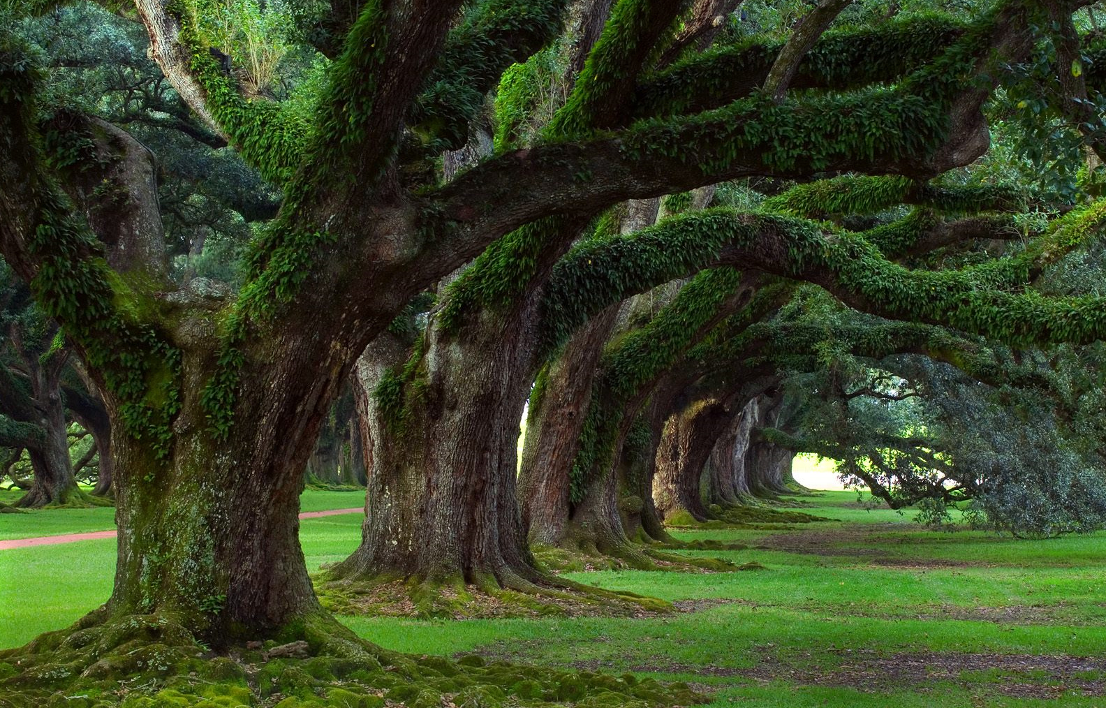 Wallpapers Nature Trees - Forests 