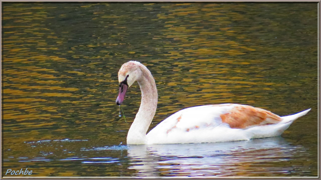 Wallpapers Animals Birds - Swans 