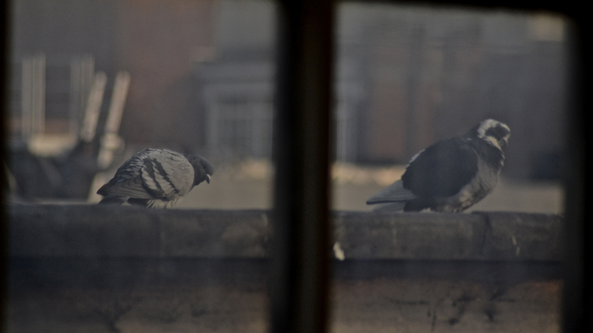 Fonds d'cran Animaux Oiseaux - Pigeons et Tourterelles 