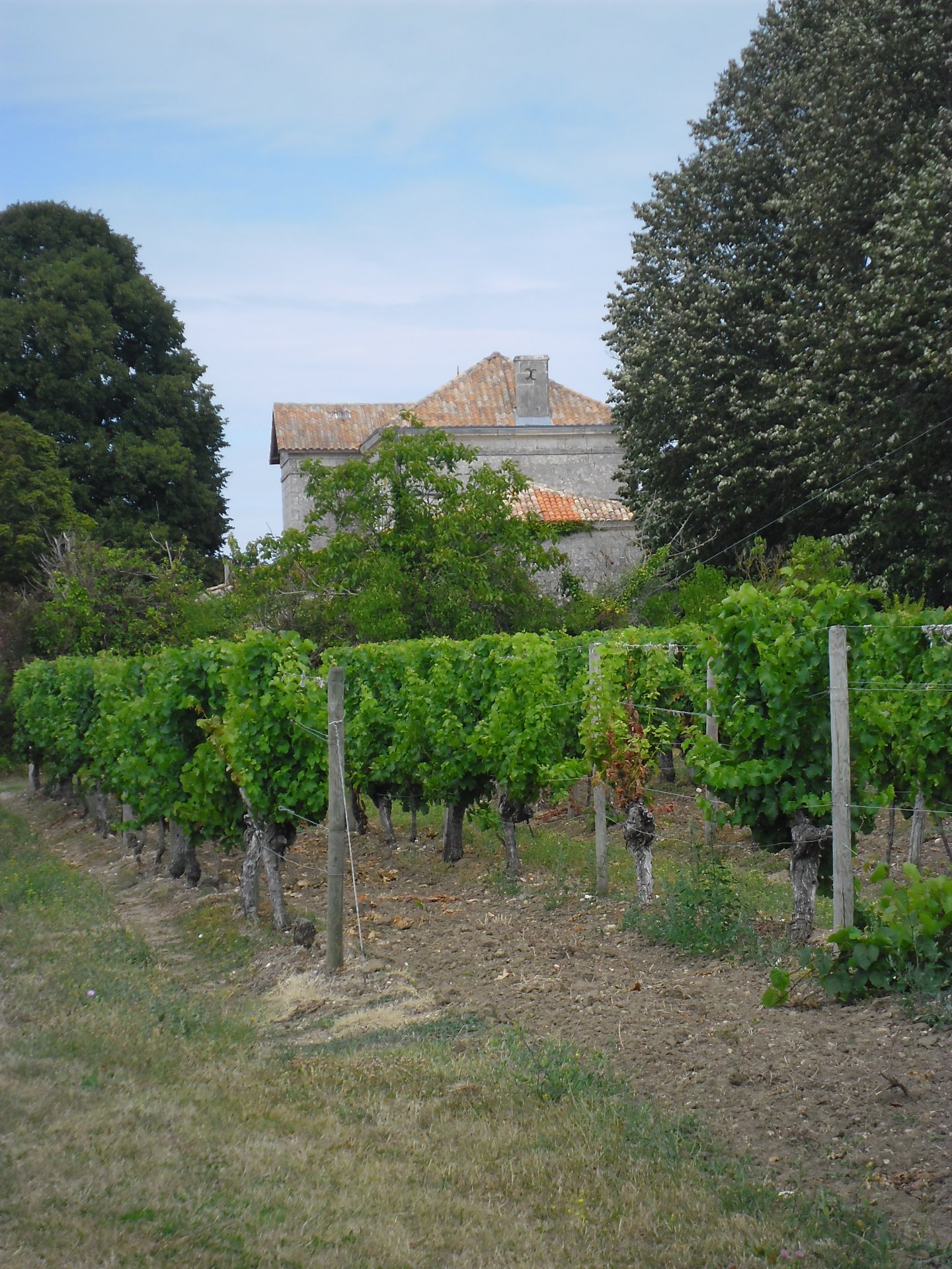 Fonds d'cran Nature Vignes - Vignobles 