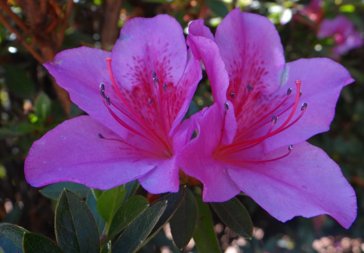 Fonds d'cran Nature Fleurs Nature en Bogota, Colombie