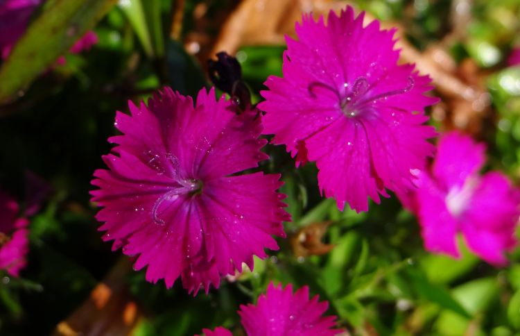 Fonds d'cran Nature Fleurs Nature en Bogota, Colombie