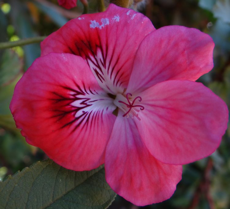 Fonds d'cran Nature Fleurs Nature en Bogota, Colombie