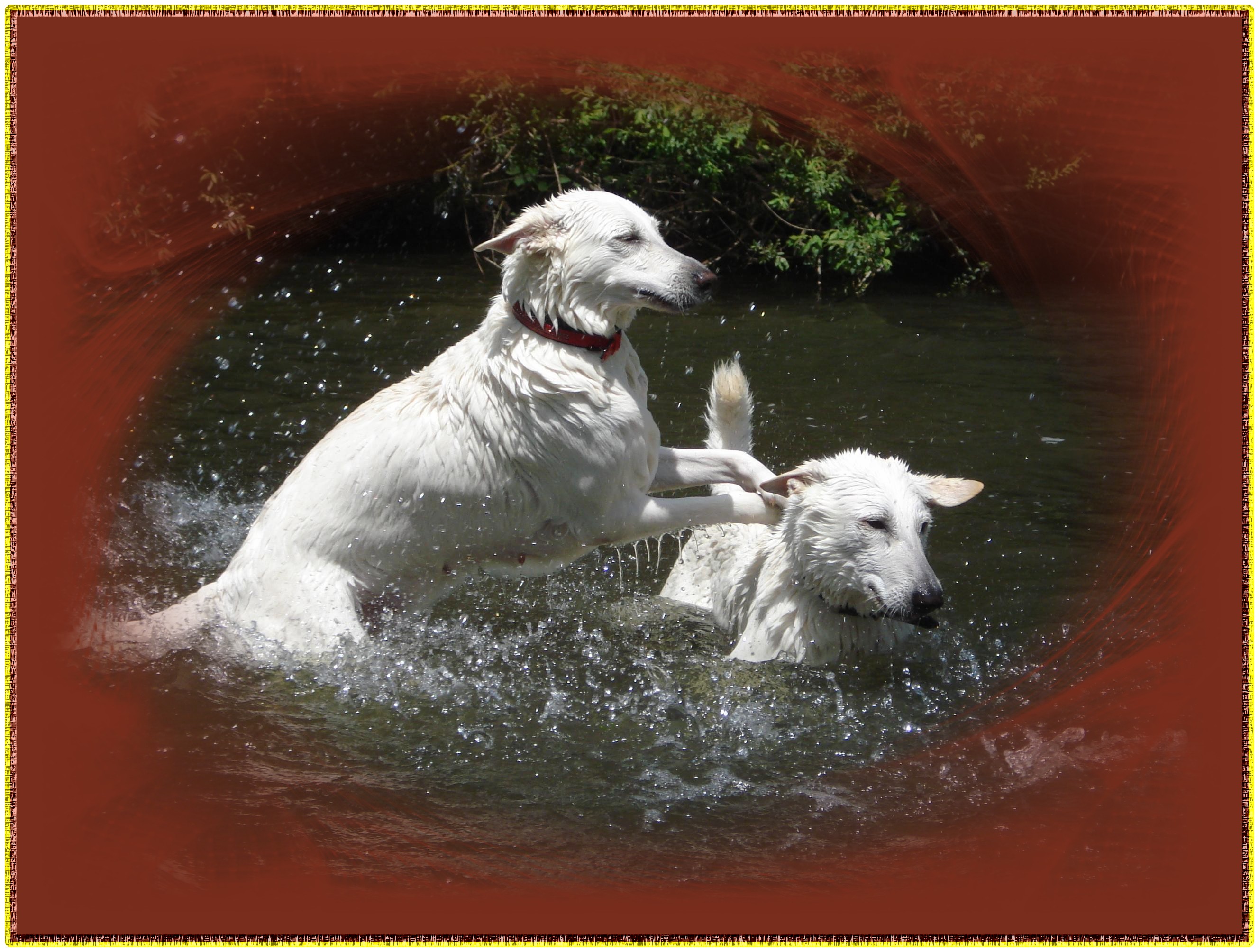 Fonds d'cran Animaux Chiens Berger blanc Suisse