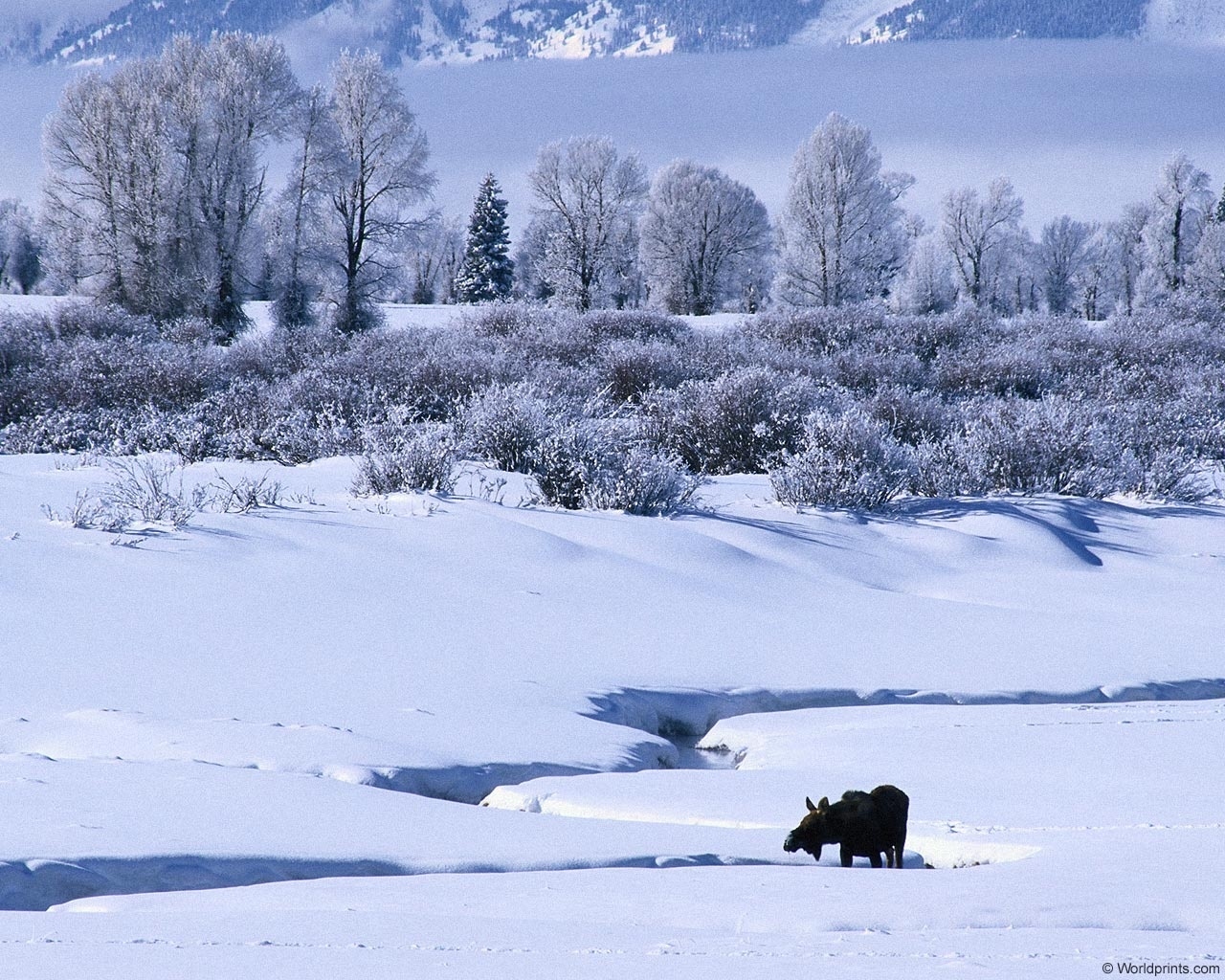 Fonds d'cran Nature Saisons - Hiver 