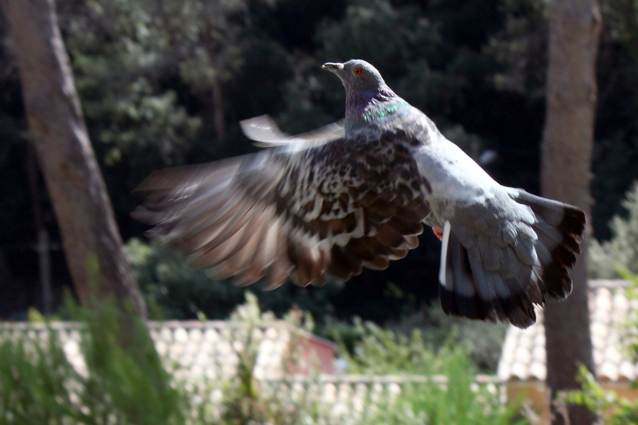 Fonds d'cran Animaux Oiseaux - Pigeons et Tourterelles mizuma