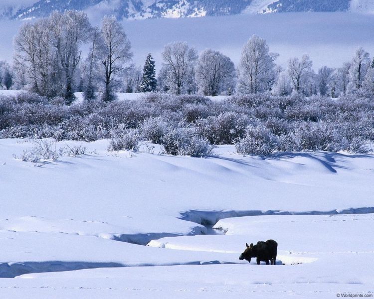 Fonds d'cran Nature Saisons - Hiver Wallpaper N325022