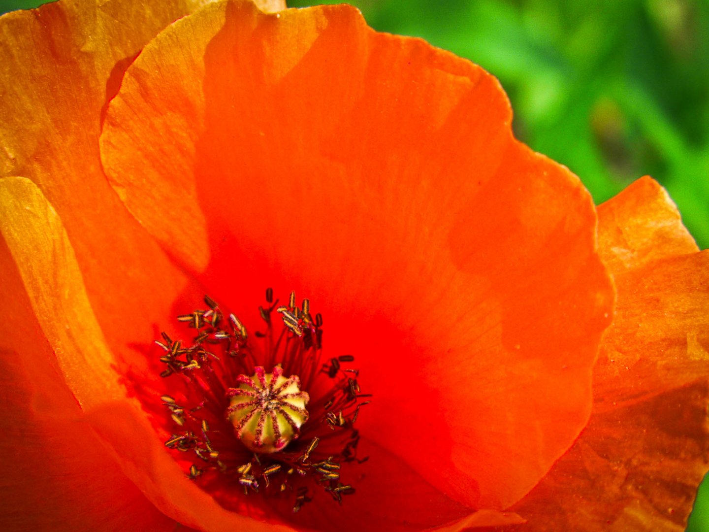 Wallpapers Nature Flowers Coquelicot