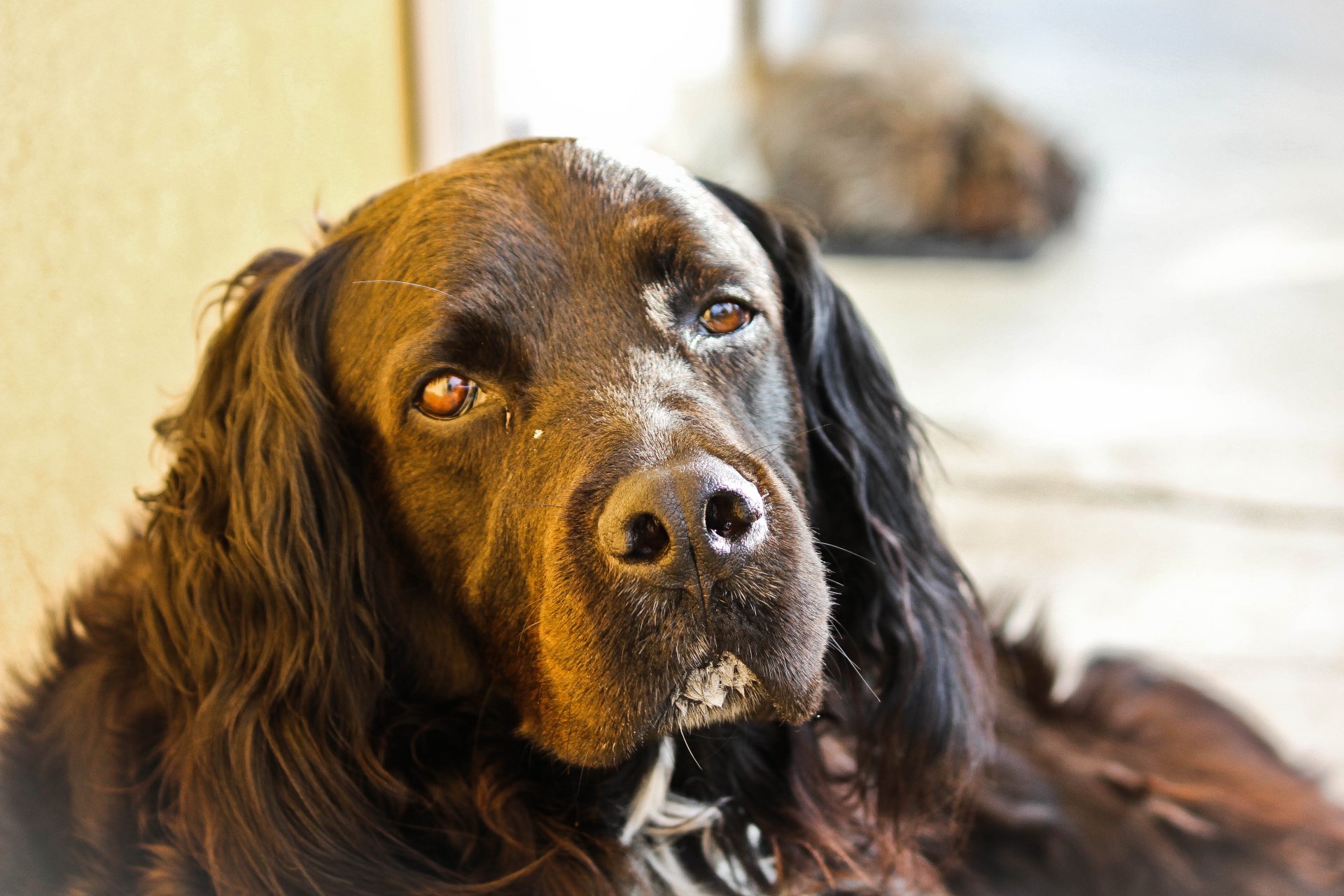 Fonds d'cran Animaux Chiens Sirius