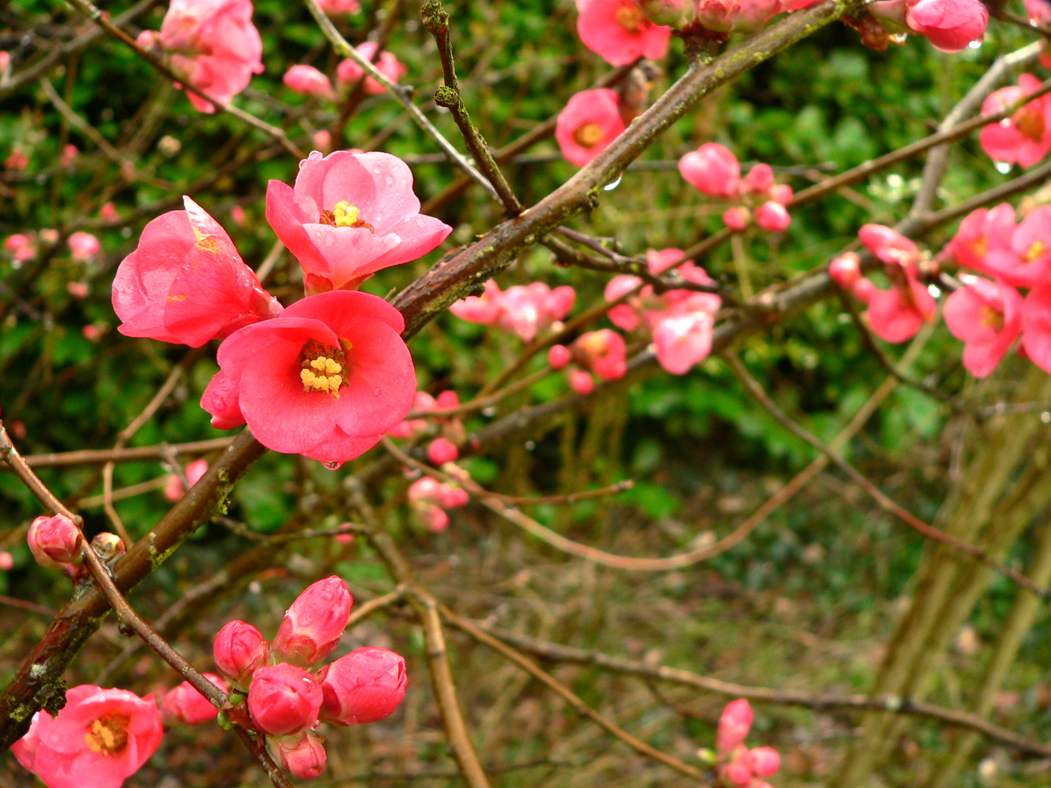 Wallpapers Nature Flowers 