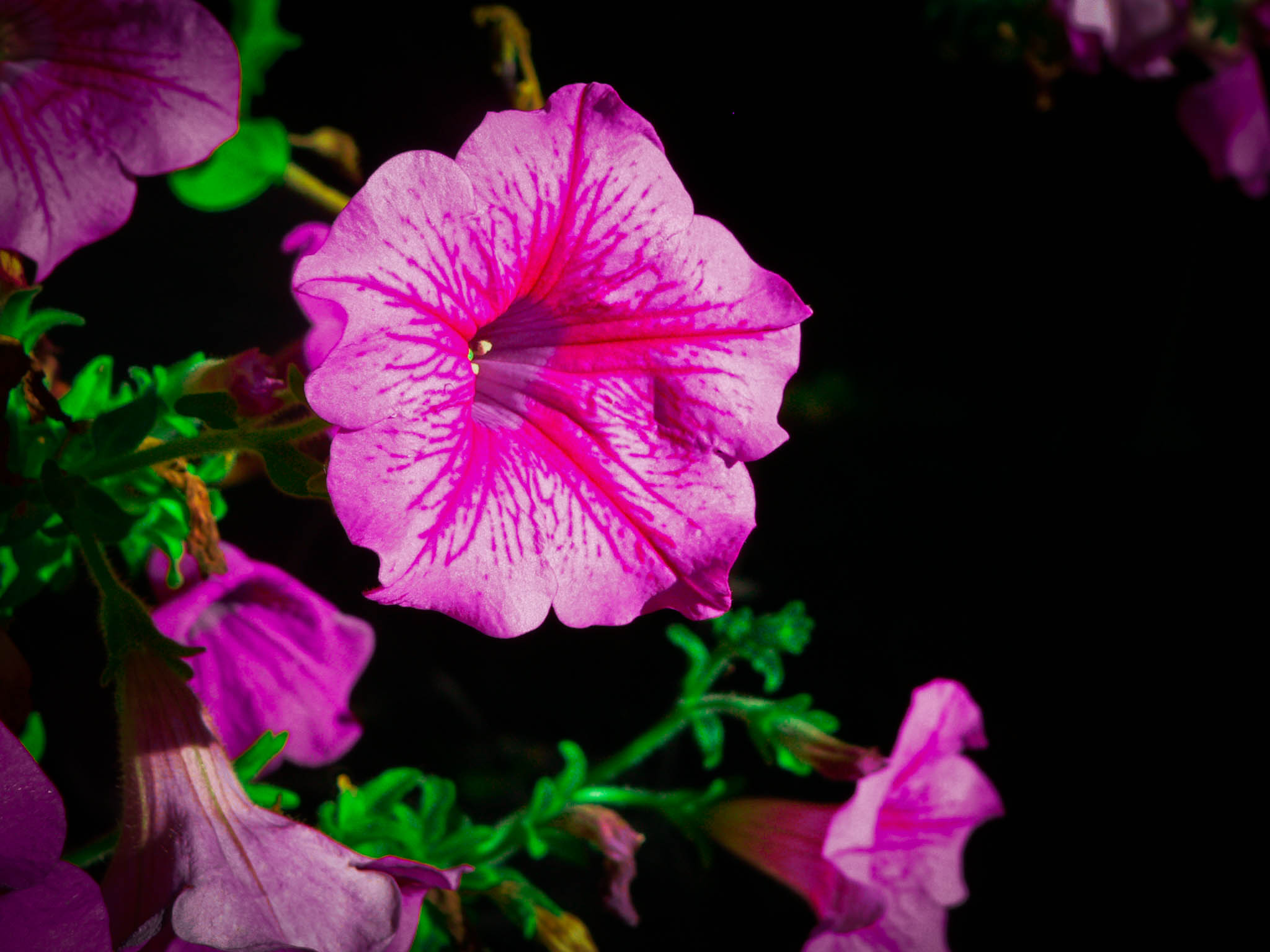 Fonds d'cran Nature Fleurs 