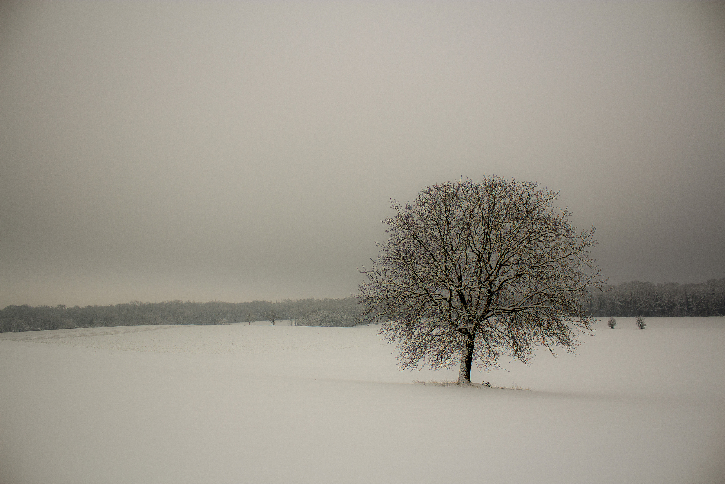 Fonds d'cran Nature Arbres - Forts 