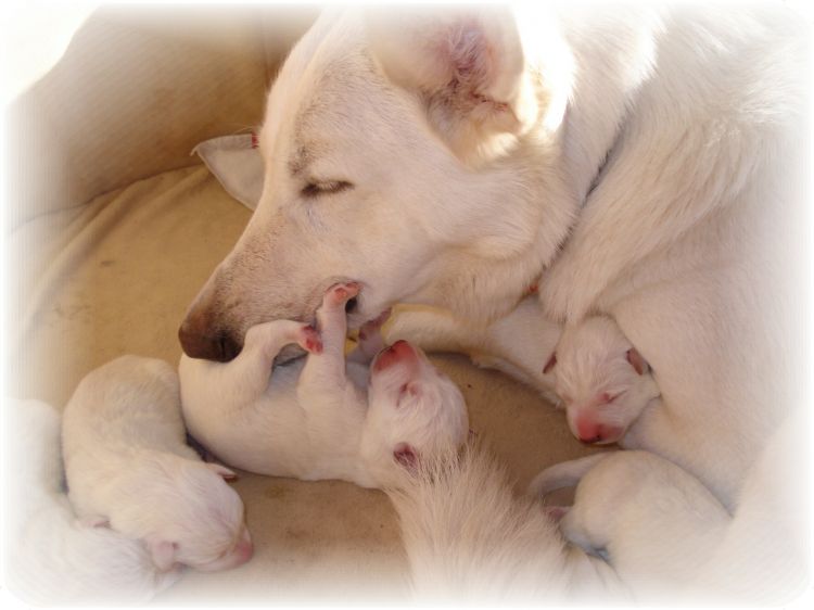 Fonds d'cran Animaux Chiens Vanda et ses bb