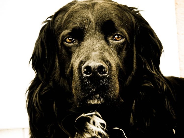 Wallpapers Animals Dogs Sirius