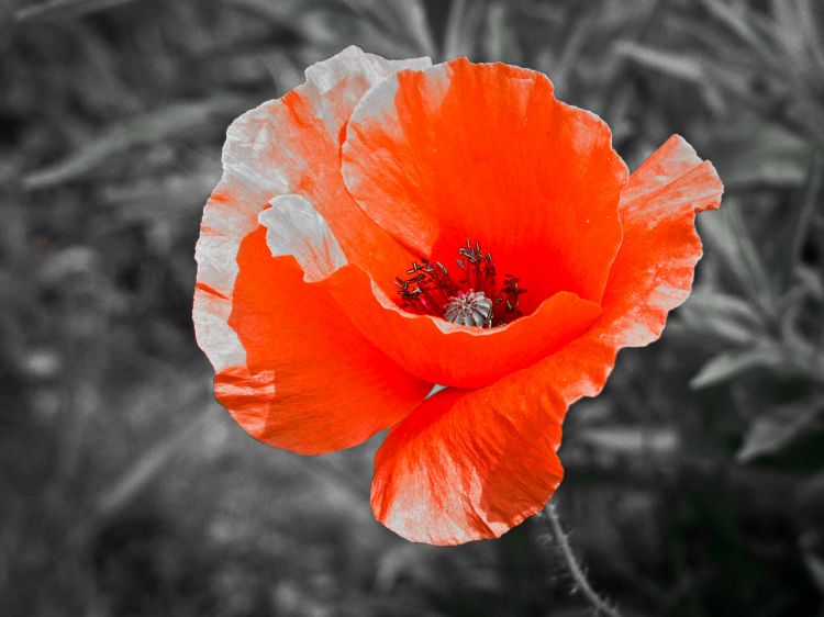 Wallpapers Nature Flowers Coquelicot