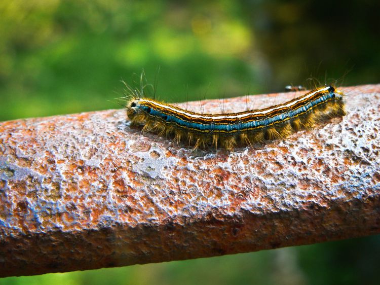 Wallpapers Animals Insects - Caterpillars Wallpaper N325163