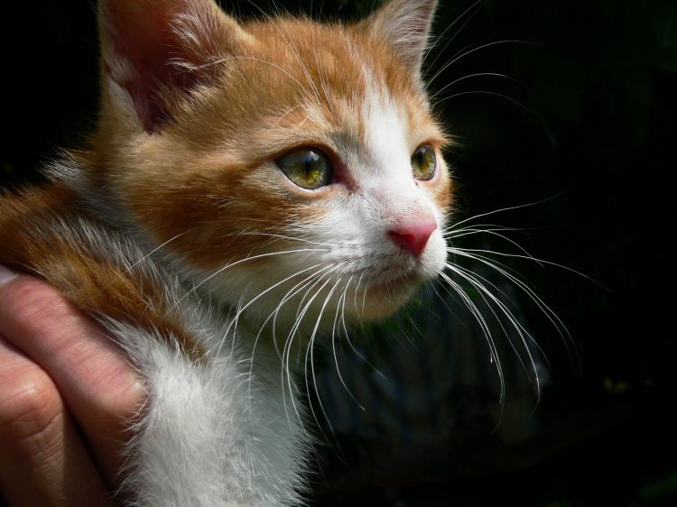 Fonds d'cran Animaux Chats - Chatons Caramel