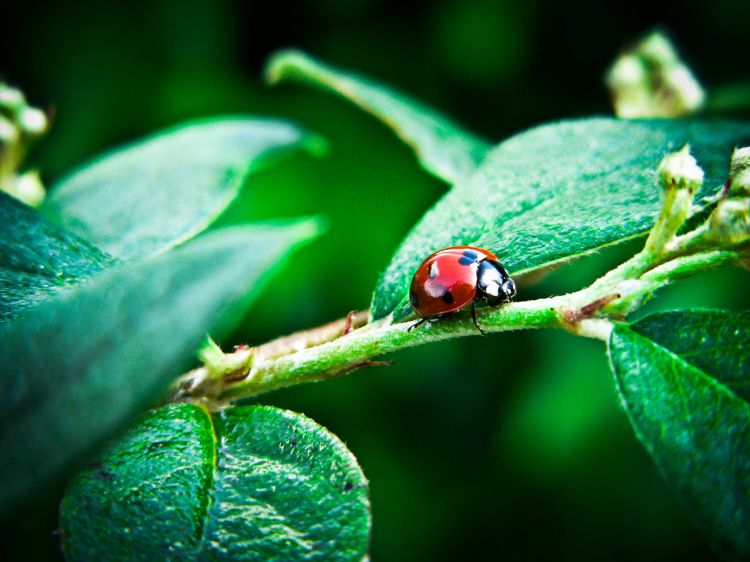 Wallpapers Animals Insects - Ladybugs Wallpaper N325171