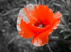  Nature Coquelicot