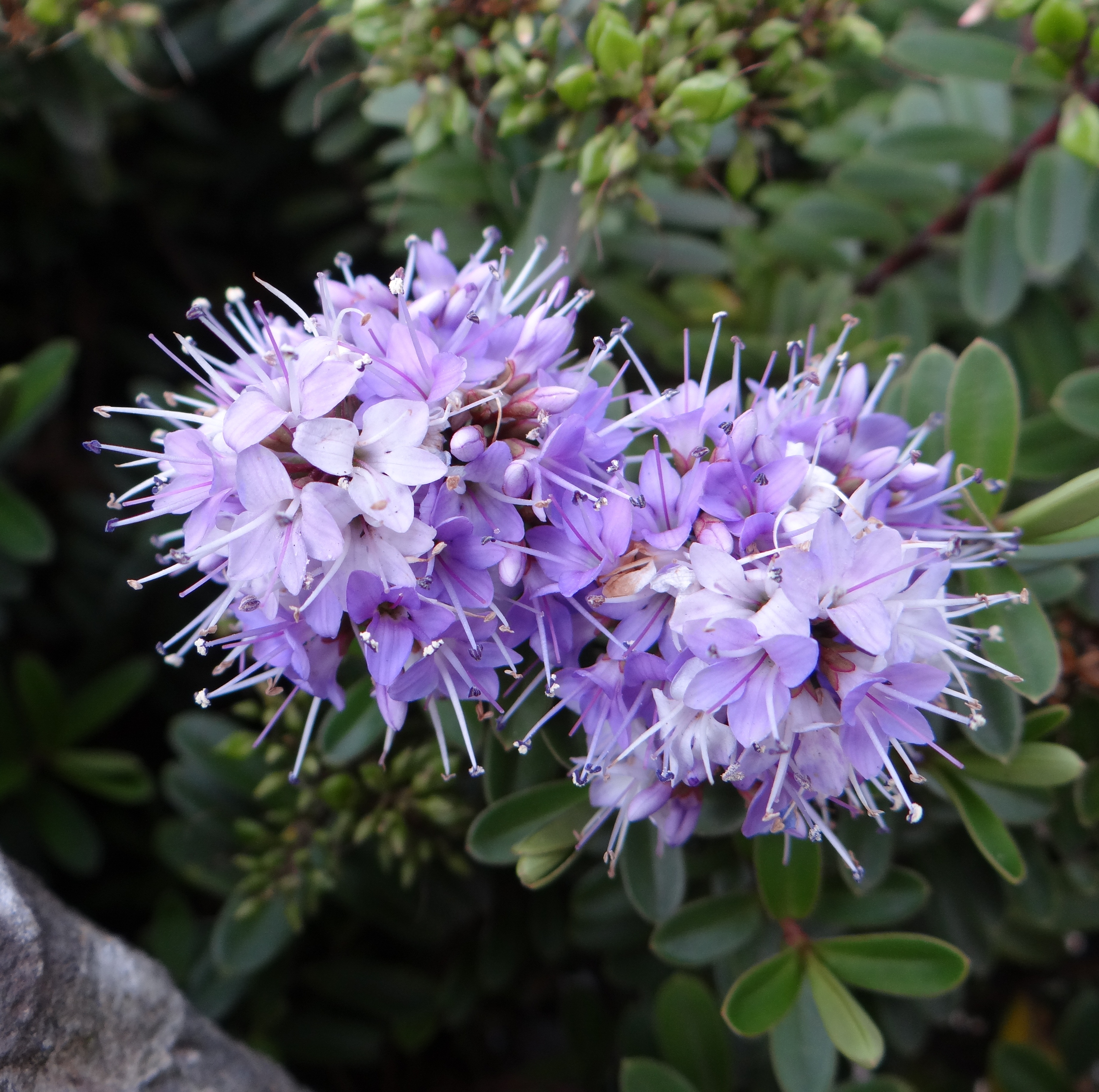 Fonds d'cran Nature Fleurs Nature en Colombie