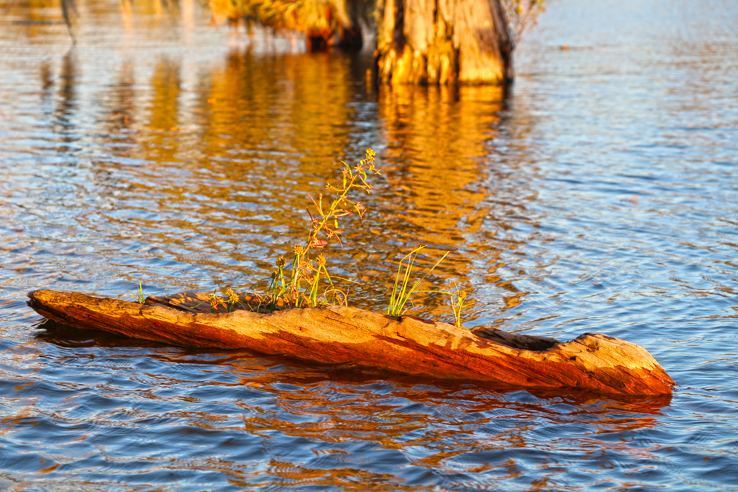 Fonds d'cran Nature Lacs - Etangs Canoë naturel