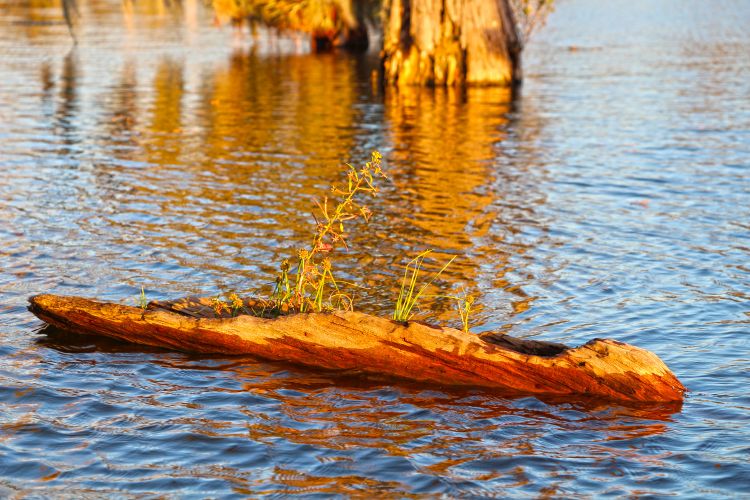 Fonds d'cran Nature Lacs - Etangs Canoë naturel