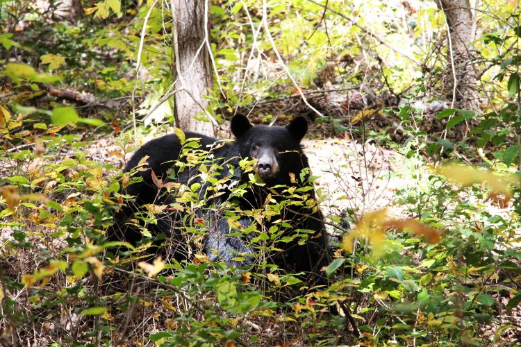 Fonds d'cran Animaux Ours Ours sauvage