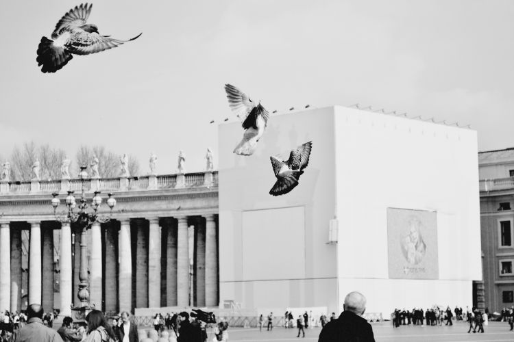 Fonds d'cran Animaux Oiseaux - Pigeons et Tourterelles Wallpaper N325263