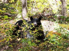  Animaux Ours sauvage