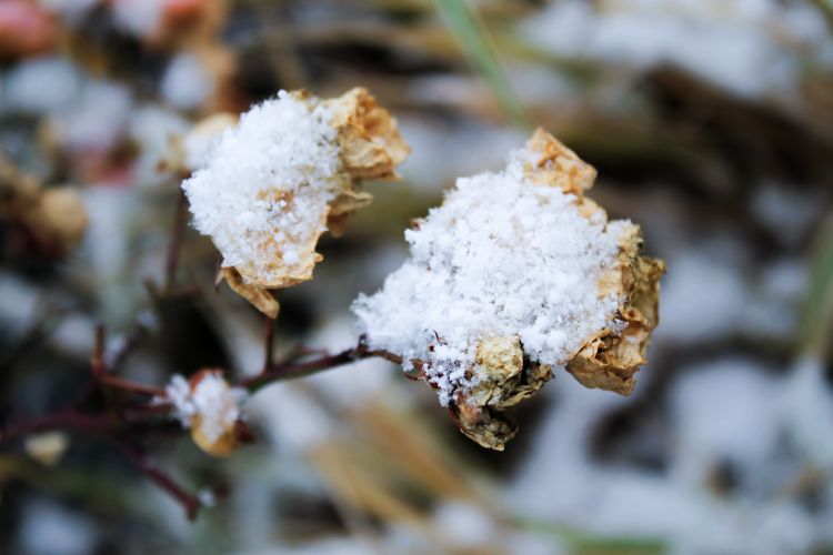 Wallpapers Nature Saisons - Winter Premires Neiges